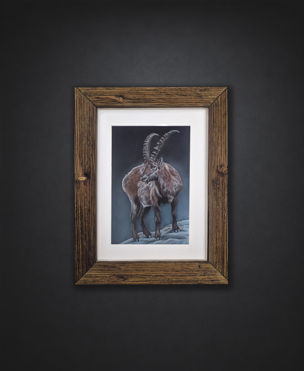 Steinbock klein farbig Zeichnung